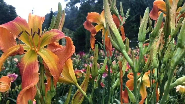 Virtuální Prohlídka Denivkové Farmy Blue Ridge Daylilies USA (2019)