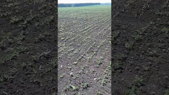 Посев сои сзт36