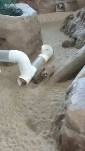 Meerkat Ganito Pala Sila #meerkat
