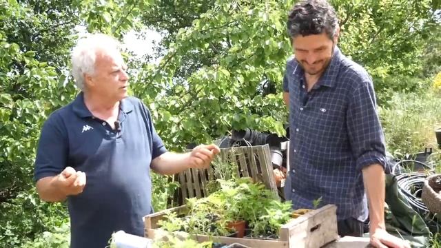 Artemisia Annua Et Désobéissance Civile Chez Raphaël Colicci
