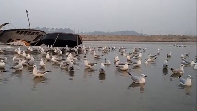 Siberian Birds Activity In Ganga River Allahabad