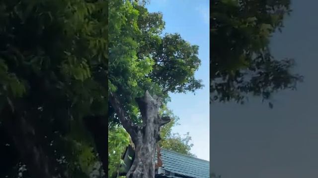 Манго падают прям на голову