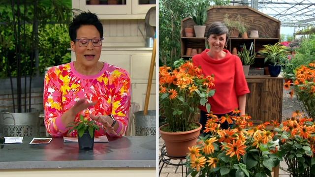 Cottage Farms 4-Piece Artisan Orange Coneflower Live Plants On QVC