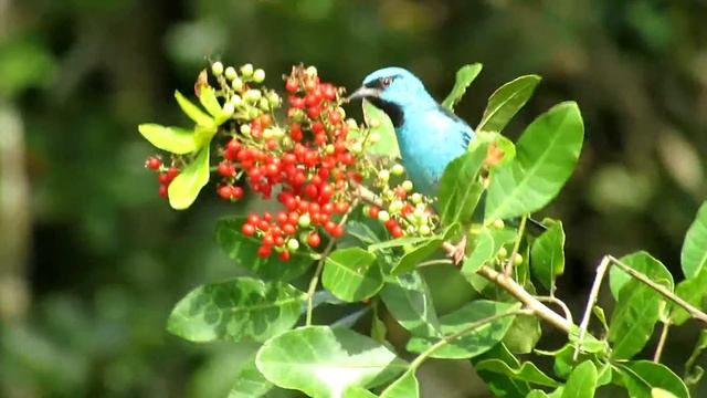 Saí-azul (Dacnis Cayana)