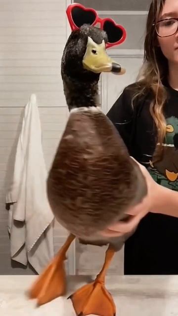 ГУСЬ ОТЖЕГ НЕ ПО-ГУСИНОМУ #shorts #ржака