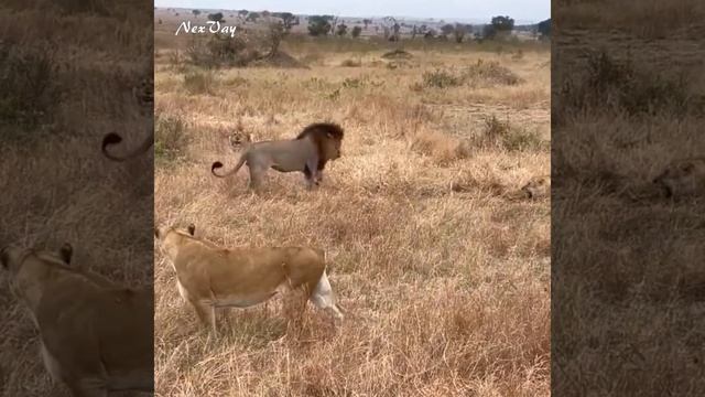 Lionesses Defend An Injured Leopard