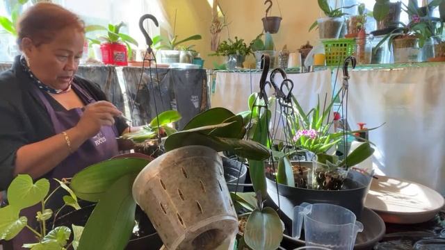 How I Water Phalaenopsis Orchids #orchids #Phalaenopsis