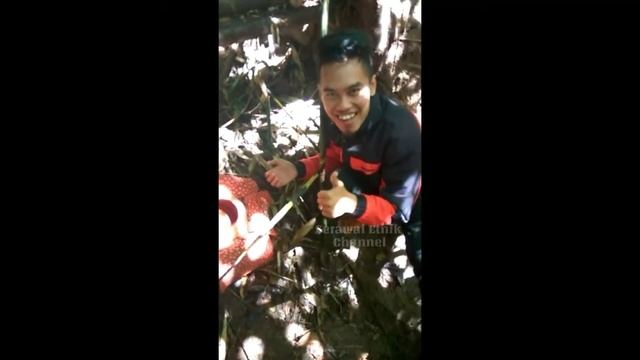 Mencari Flora Langka & Kopi Di Bengkulu Tenggah - Bunga Terbesar Di Dunia - BUNGA RAFFLESIA ARNOLDI