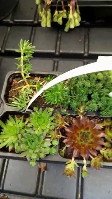 Уже готовые мини - садики, флорариумы,  суккуленты🍀🍀🍀
