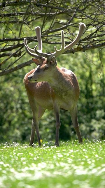Deer In The Forest #deer #deershort #forestsounds #forestanimals#wildlife #wildanimal#nature