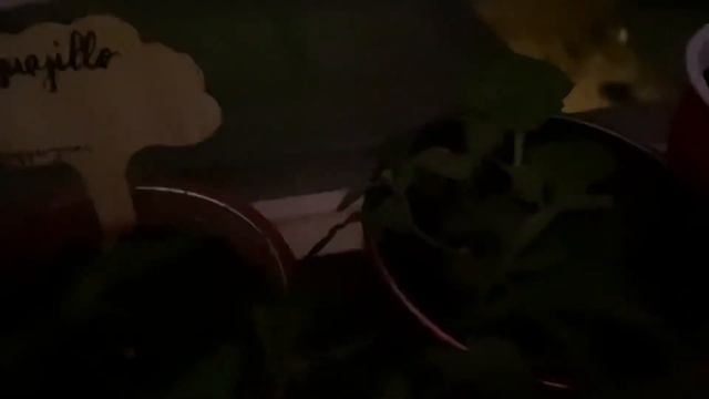 Winter Window Garden Update #garden