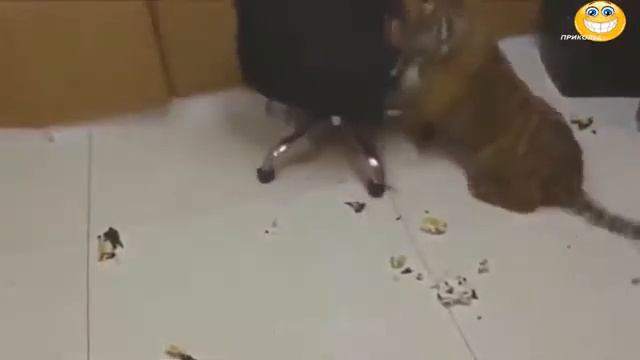 ПРИКОЛЫ про ЖИВОТНЫХ  Смешное видео.