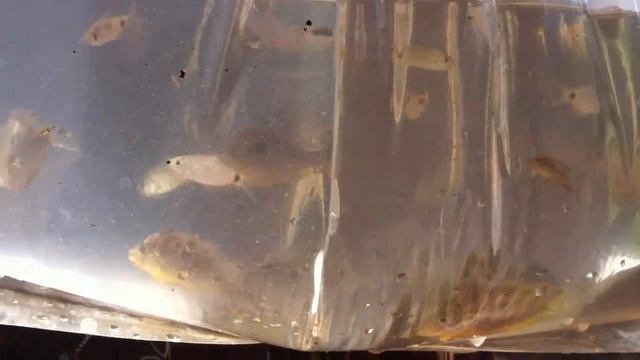 Wild Caught Orange Chromide, Spiketail Paradisefish, Barbs And Others