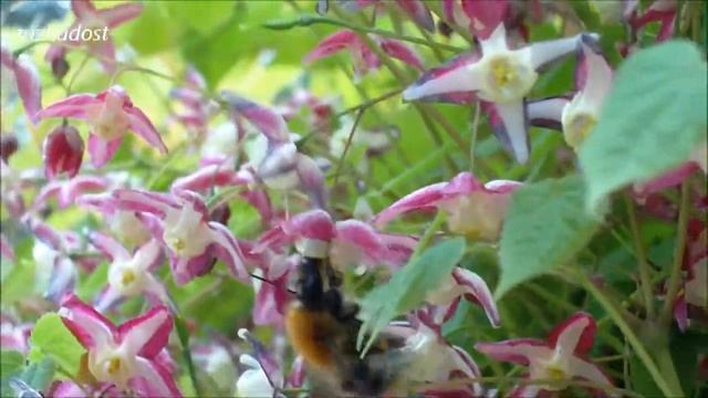 5d1f3c1683813fc4f038be39129850fc