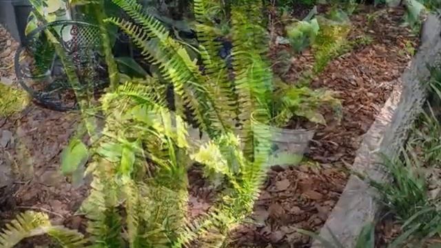 Hosta Flower Bed Get's Ferns