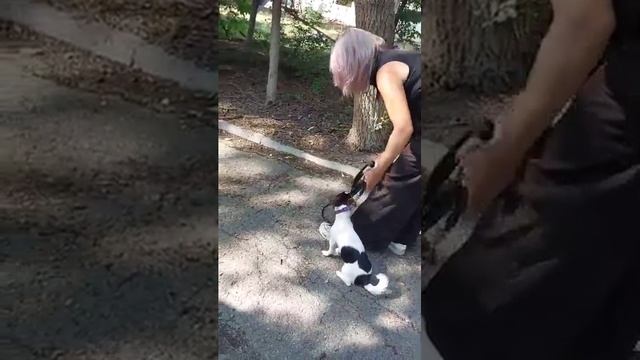 Команды Рядом, Сидеть, Лежать, Стоять. Работа на выдержку. 18 ое. занятие