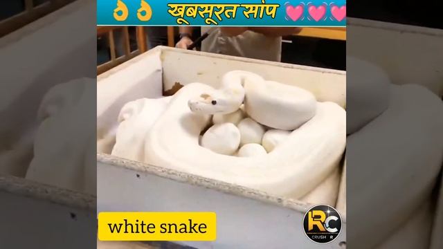 ये है दुनिया का सबसे खतरनाक साँप 😱 Worlds Dangerous #snake #shorts #crushr