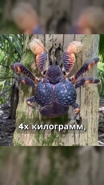 Самые большие крабы в мире. Эти трое точно вас удивят.