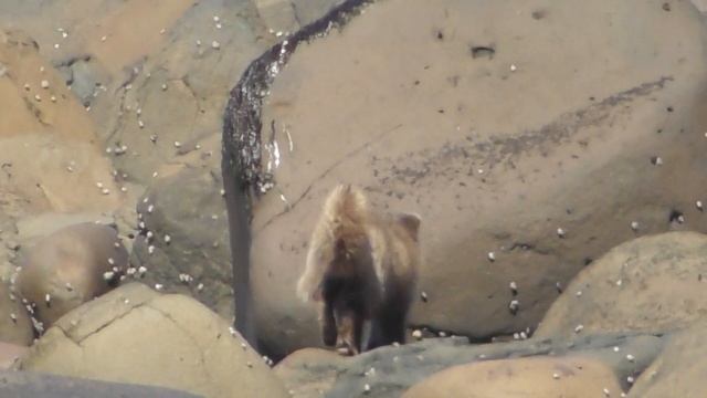 песец ест рыбу-лягушку / Arctic Fox Eats Smooth Lumpfish