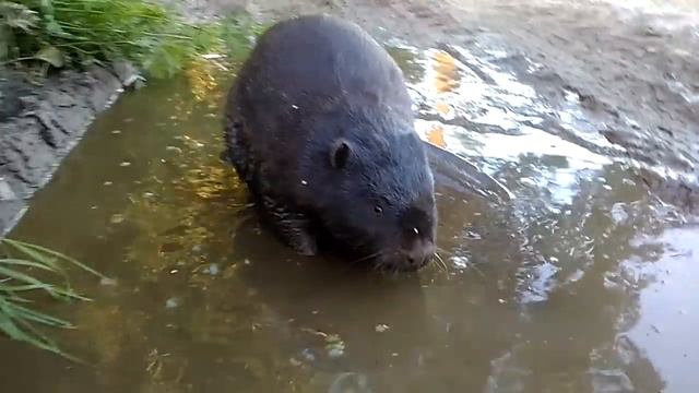 Злобный бобер