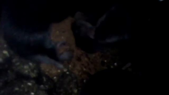 Щенки соболя  от 2022г