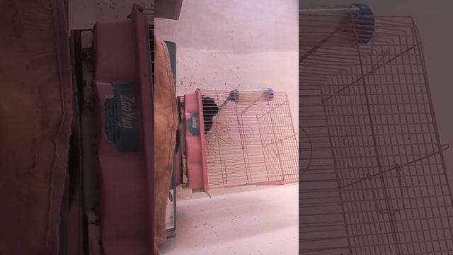 Моя морская свинка