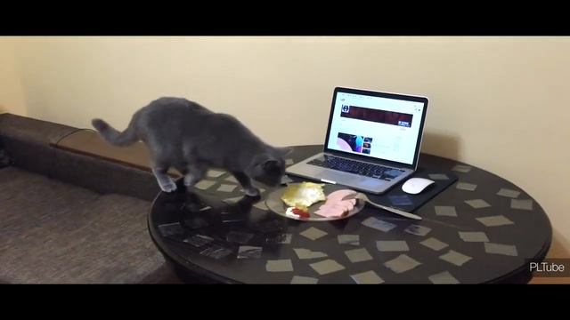 Как отучить кота ходить по столу