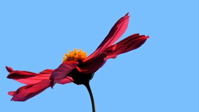 The Cosmos With Vanessa Paradis