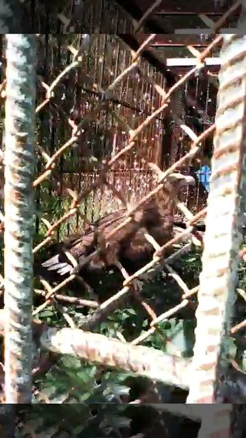 02be7772a24230a66d8c5e6f310239aa