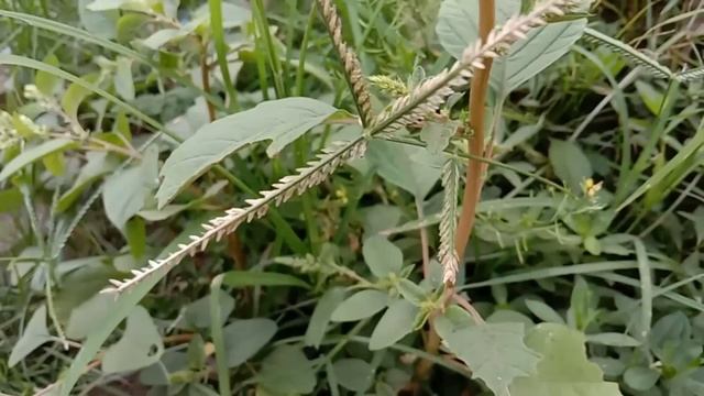 Ta'aruf/MPLS Siswa DC-PG-TK Mata Hati Tahun Ajaran 2020-2021