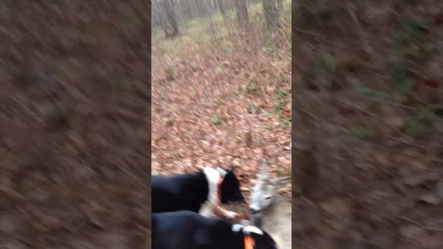 Работа по козе