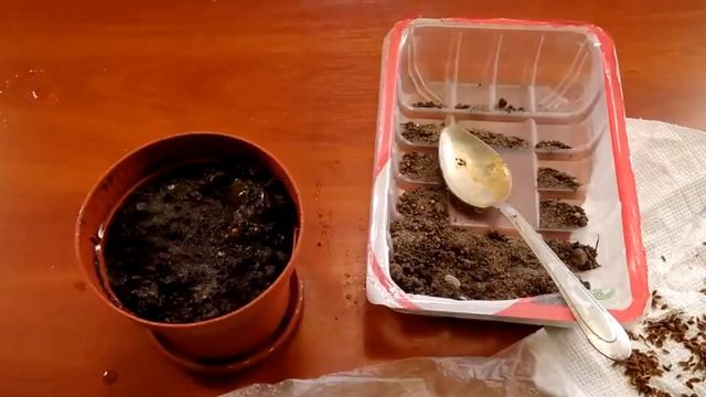 როგორ მოვიყვანოთ მწვანილი სახლის პირობებში / Как выращивать зелень дома