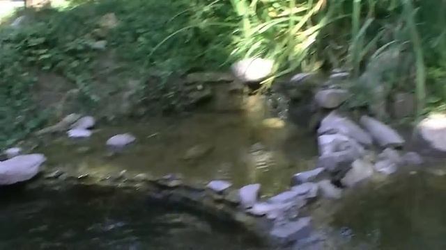 Прудик с золотыми карасями на площади Эмира Тимура