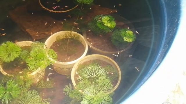 Planted Outdoor Tub. Cabomba Aquatic Plants