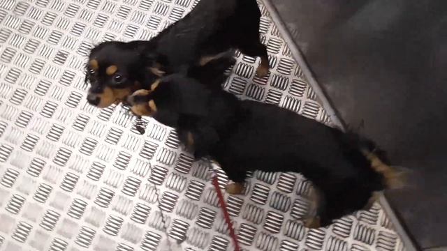 Собаки в шоке. Рецепт счастливой жизни.