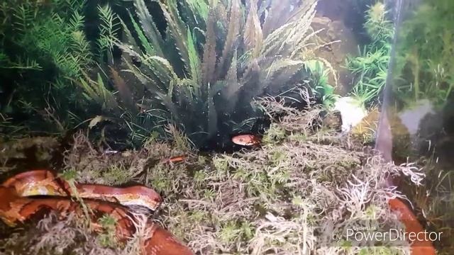 Ссаживаем маисовых полозов