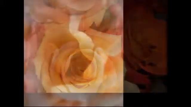 The Rose