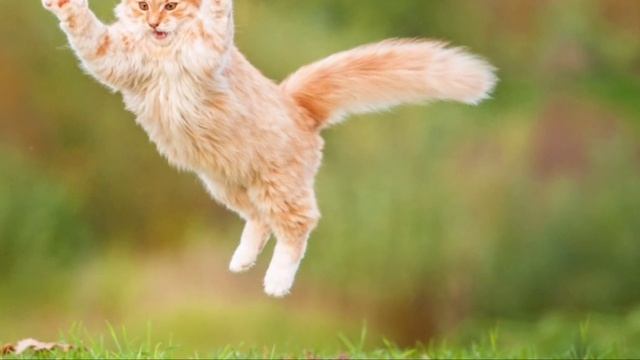 cat in blender video  l cat blender twitter video l cat in a blender video