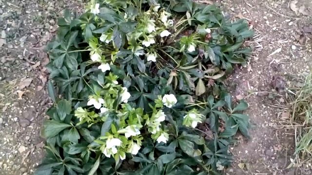 31.01.19 в Ялте цветет морозник