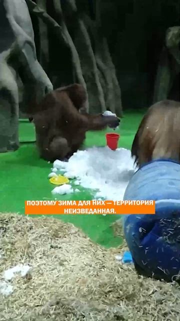 Впервые в жизни! Органгутанги в снегу: невероятная радость - животные такого не ждали, какая милост