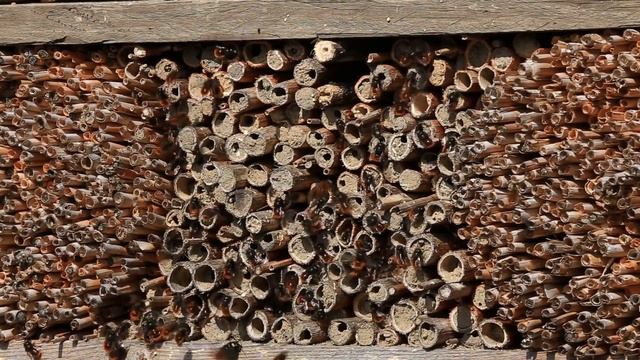 Gehörnte Mauerbiene (Osmia Cornuta)