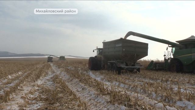 Аграрии края ведут уборку кукурузы