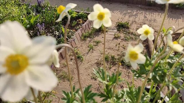 Моя вторая покупка растений в 2024 .