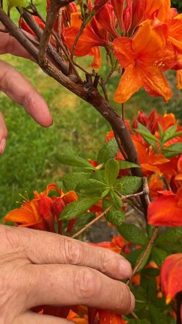 Azalia Wielkokwiatowa Gibraltar. Azalie Przycina Się Po Kwitnieniu Lub Zimą. Mamy Filmiki Na Kanale