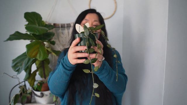 Hoya, Those Tiny Ones/Hoya Care/Hoya Vlog/Hoya Tour