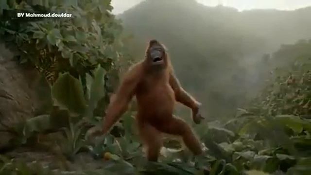 Dancing Orangotan ape monkey - arabic song بشرة خير