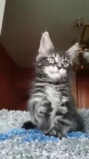 кот - Ns 22- Максимус- . Мейн кун котенок