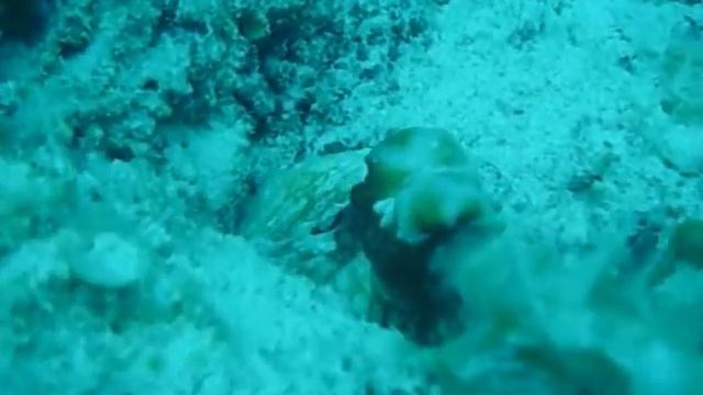 Octopus Cyanea In Mauritius