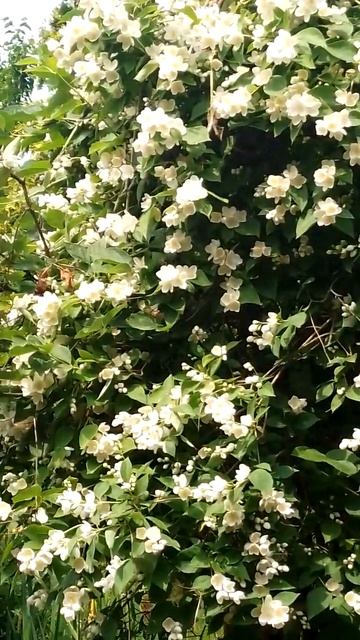 23e2bafbdf3d99834addda3b74ac50ac