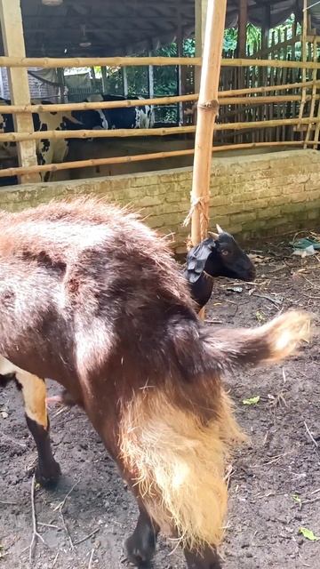 Village Goat Farming Business । Goats Beautifull Moment। Animal Lover  31august E02
